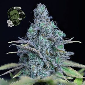 Jack Herer Feminised Seeds