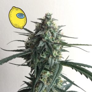 Larry Lemon OG Auto Feminised Seeds