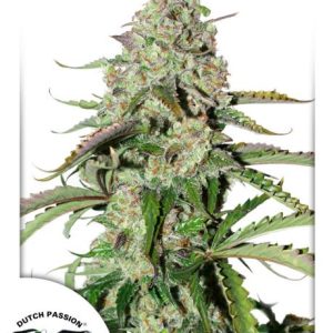 Colorado Cookies Auto Feminised Seeds