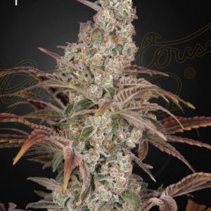 Jack's Dream Feminised Seeds