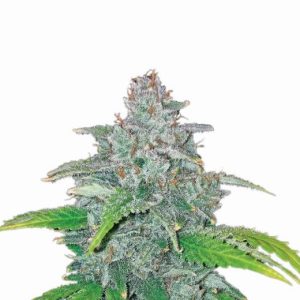 Blue Dream Auto Feminised Seeds