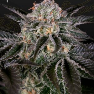 Wonder Pie Feminised Seeds