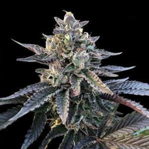 Gelato Sorbet Feminised Seeds (Sorbet Collection)