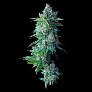 24K Gold Feminised Seeds