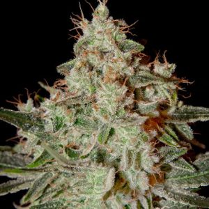 Lemon Skunk Feminised Seeds