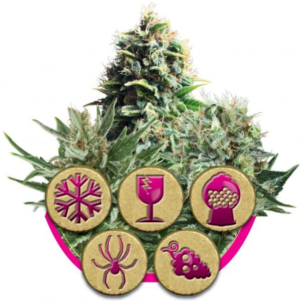 Feminized Mix Feminised Seeds