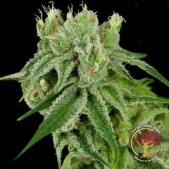 Banana Split Regular Seeds