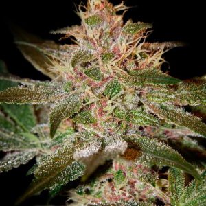 Pure Kush Feminised Seeds