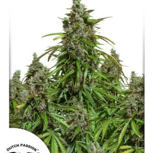 Mazar Auto Feminised Seeds