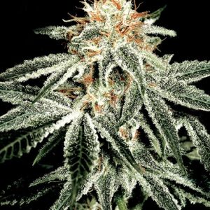 White Widow Feminised Seeds