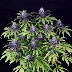 Peyote Wi-Fi CBD 2:1 Feminised Seeds