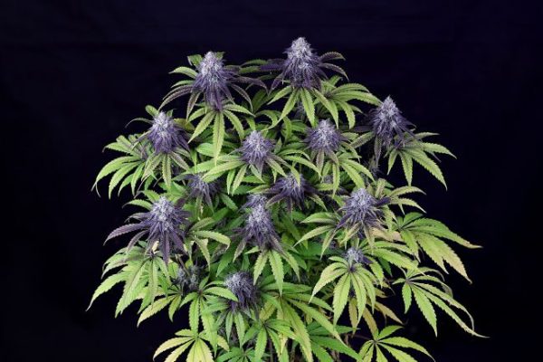 Peyote Wi-Fi CBD 2:1 Feminised Seeds