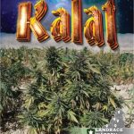 Kalat Regular Seeds