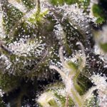 Cream Caramel Auto Feminised Seeds