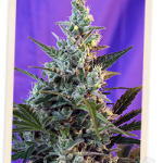 Sweet Skunk F1 FAST Version Feminised Seeds