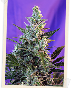 Sweet Skunk F1 FAST Version Feminised Seeds