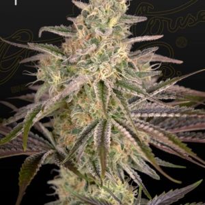 Cloud Walker Feminised Seeds