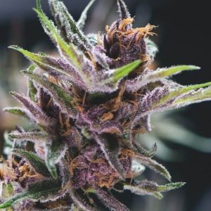 Black Cherry Punch Feminised Seeds