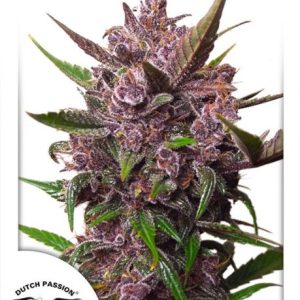 Blackberry Kush Auto Feminised Seeds