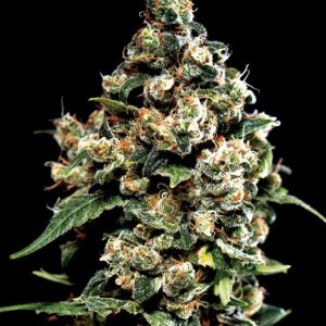 Jack Herer Feminised Seeds